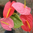 Anthurium